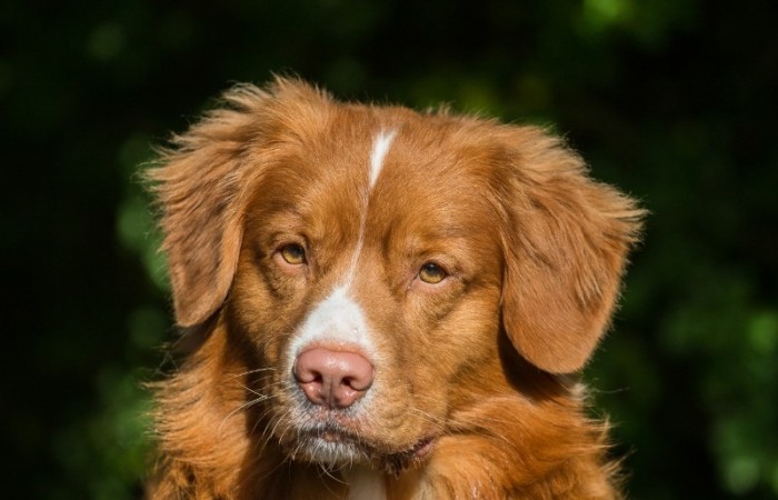 JavaHill's Rider In The Sky