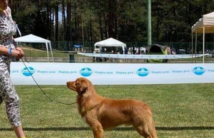 Sherlock Holmes Di Casa Toller - STORM -