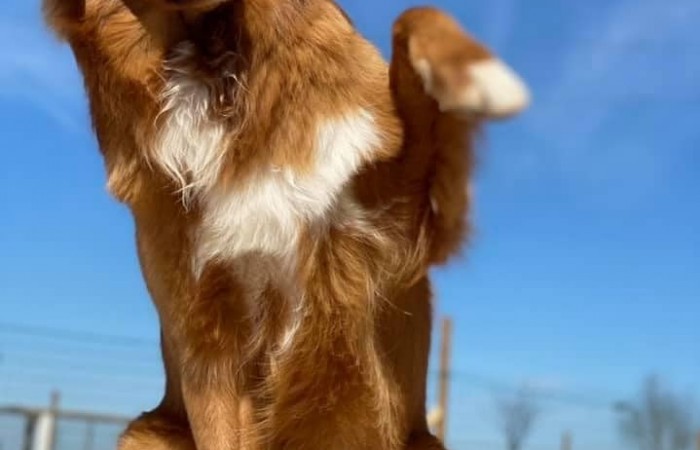 Sherlock Holmes Di Casa Toller - STORM -