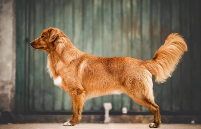 Sherlock Holmes Di Casa Toller - STORM -