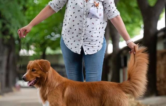 Sherlock Holmes Di Casa Toller - STORM -