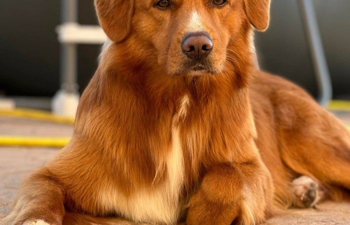 Sherlock Holmes Di Casa Toller - STORM -