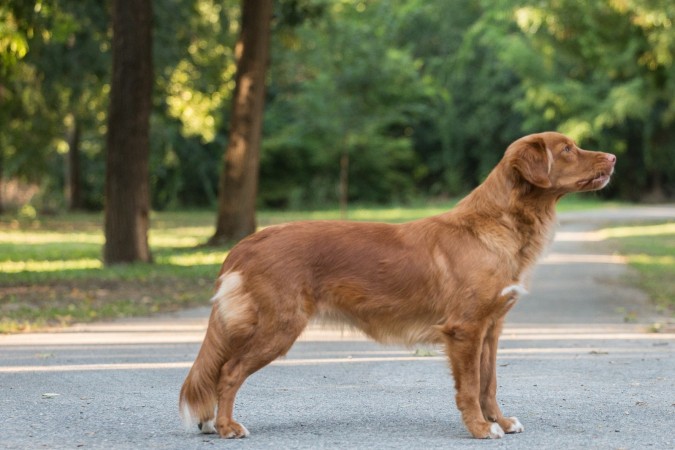 IDS Backa Topola 2018