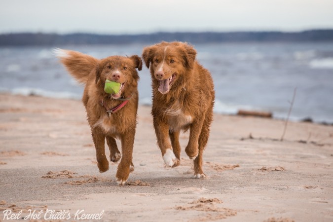 Kwiecień 2017, Łotwa