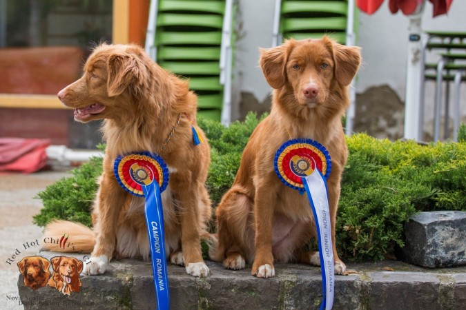 Kwiecień 2017, Rumunia