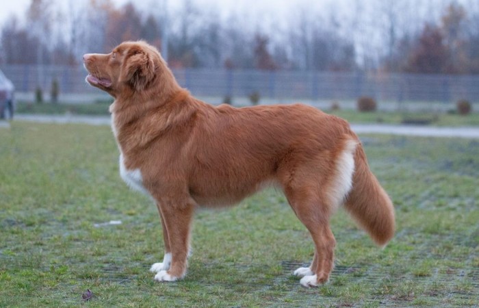 Ch PL, Mł Ch PL Red Hot Chilli's RISE LIKE THE SUN