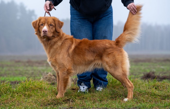 Mł Ch PL, Puppy Champion PL, Red Hot Chilli's FIREBALL