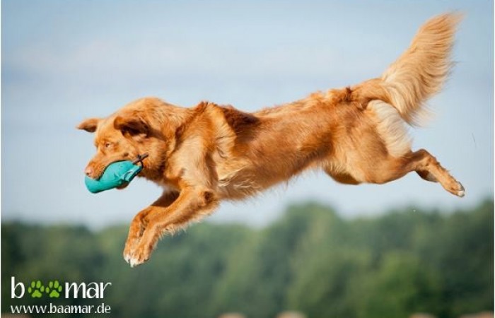 CH PL Red Hot Chilli's DESIRE OF VICTORY