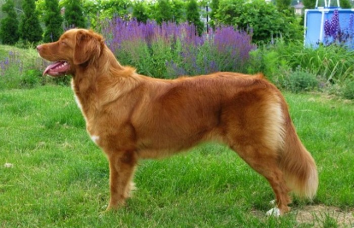 CH PL Red Hot Chilli's DESTINY OF FLAME