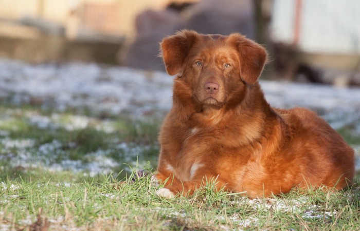 ML CH PL, CH PL Red Hot Chilli's DAYLIGHT OF ZUMI