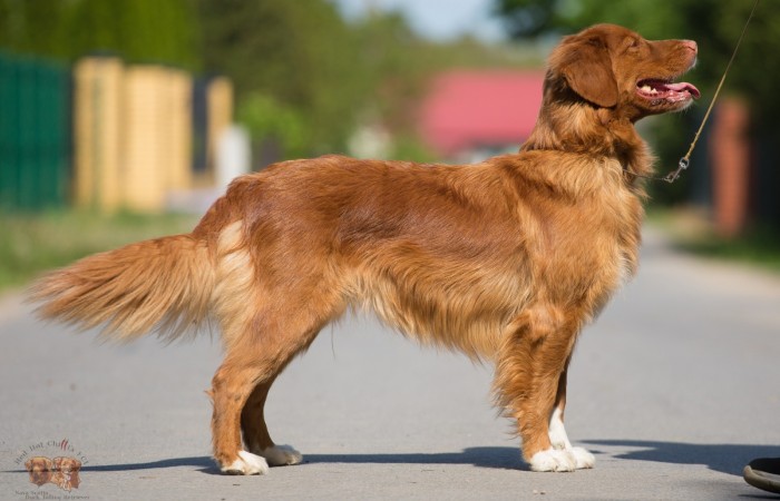 GCh PL, ChPL, Mł Ch PL, Zw.Kl'21, Mł.Zw.PL'19Red Hot Chilli's THE BEST IS YET TO COME