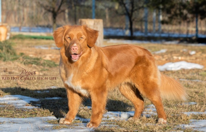 C.I.E., EJW'17, Zw.PL'19,  VCh PL, GCh PL, Ch SRB, Ch PL, Ch RO, Mł Ch UA, Mł Ch RO, Mł Ch PL  Red Hot Chilli's High Life