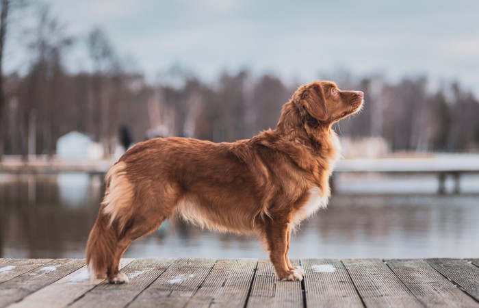 Ch PL Red Hot Chilli's TWIST AND SHOUT