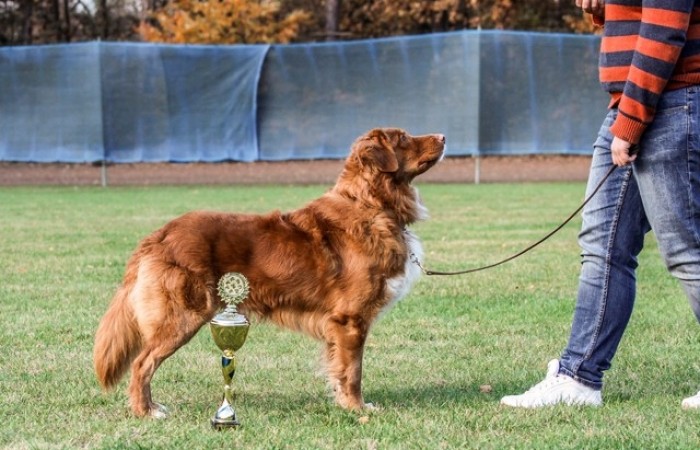 .I.E., VCh PL, VEW'18, Ch UA, CH, SK CH, LT CH, LT CL CH, RO CH, PL CH, MŁ CH PL, Zw Klubu LT '13, Zw Klubu '14, Zw Klubu'18, Zw SK '15  Red Hot Chilli's Design of Nochill