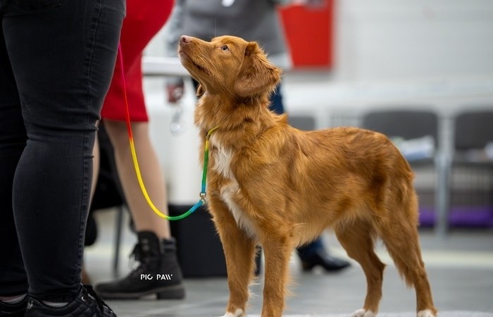 Mł Ch PL, Puppy Champion PL, Red Hot Chilli's MOONLIGHT SHADOW