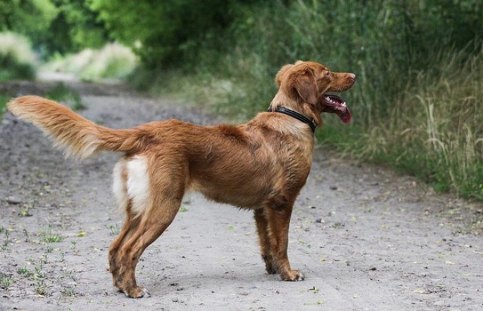 MŁ CH PL Red Hot Chilli's ROAD TO MY HEART