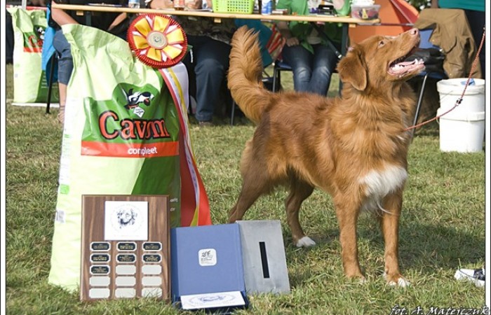 ZW KL NL 12', ML CH PL, CH PL Red Hot Chilli's DAYDREAM OF VIVA